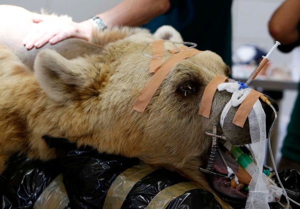 El oso pardo sirio, durante los preparativos de su cirugía en el Safari de Ramat Gan, cerca de Tel Aviv / Nir Elias / Reuters