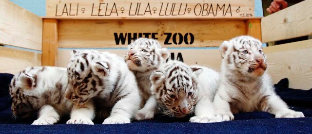 Una camada de cachorros de tigre blanco de Bengala es fotografiado en el zoológico de Blanco en Kernhof / Heinz-Peter Bader / Reuters