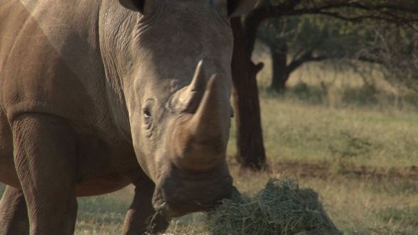 Foto: Entrenamiento militar para salvar al rinoceronte sudafricano / AFP