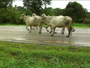 Vaca provoca accidente con 8 muertos en Bolivia