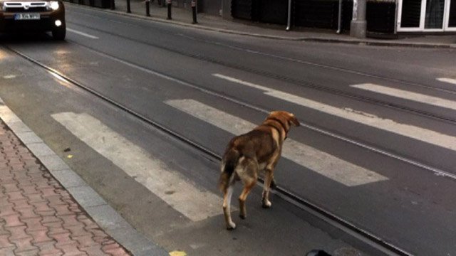 Perros enseñan a peatones (Video)