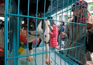 Inicia adopción de perros en Corea del Sur para evitar comerlos