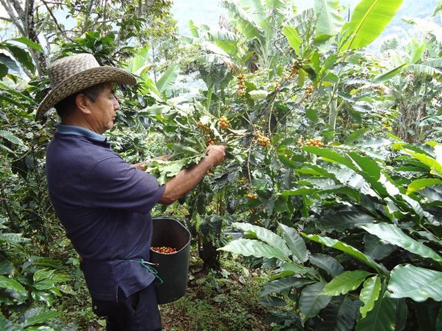 Los cafeteros colombianos comienzan un paro por la crisis del sector