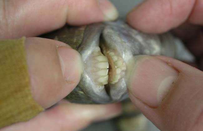 Increíble: Un pez con dientes humanos (Fotos)