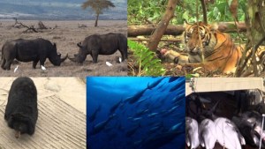 Al rescate de las especies (Video)