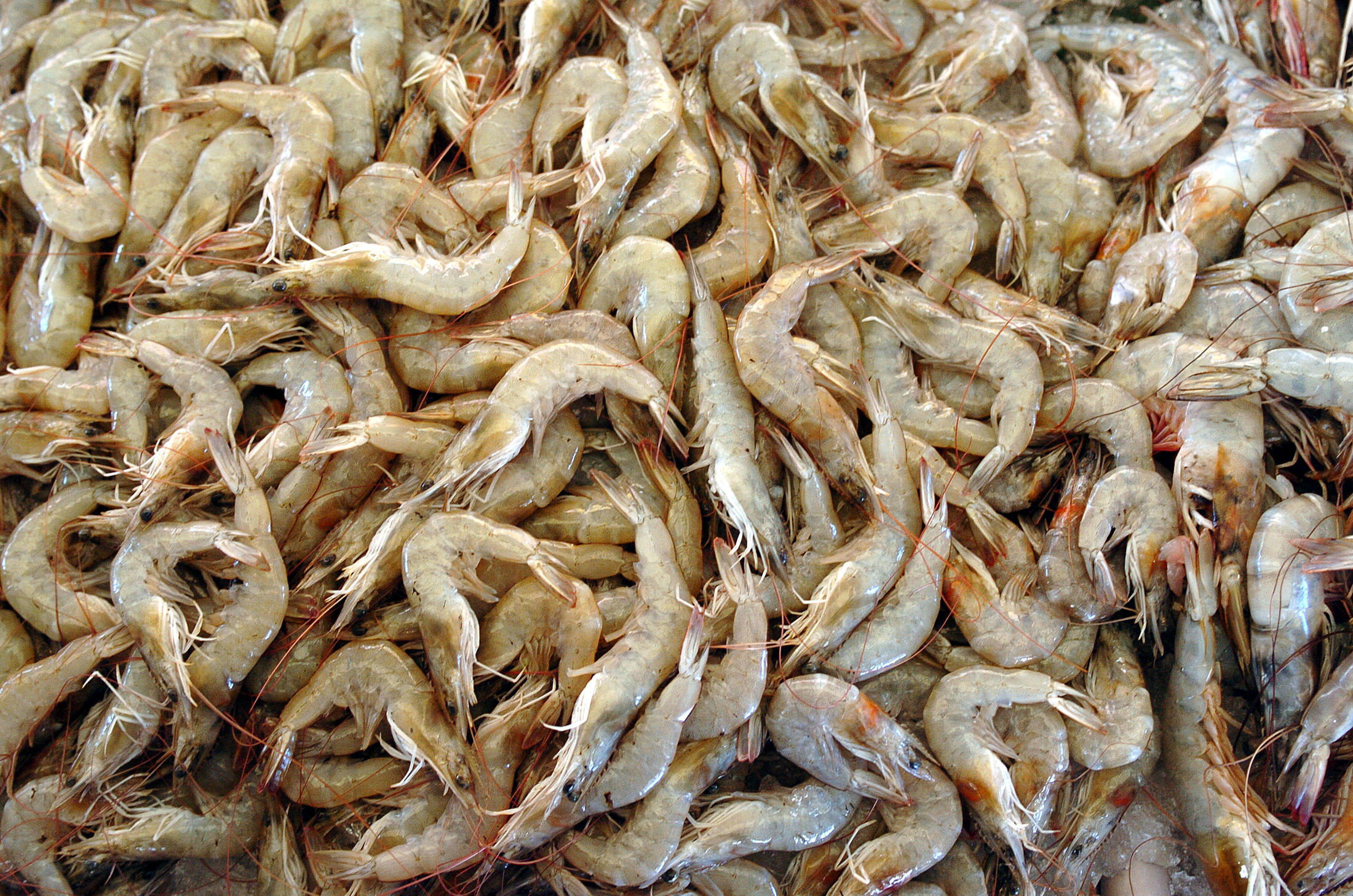 Aparecen centenares de crustáceos sin vida a orillas de playa chilena