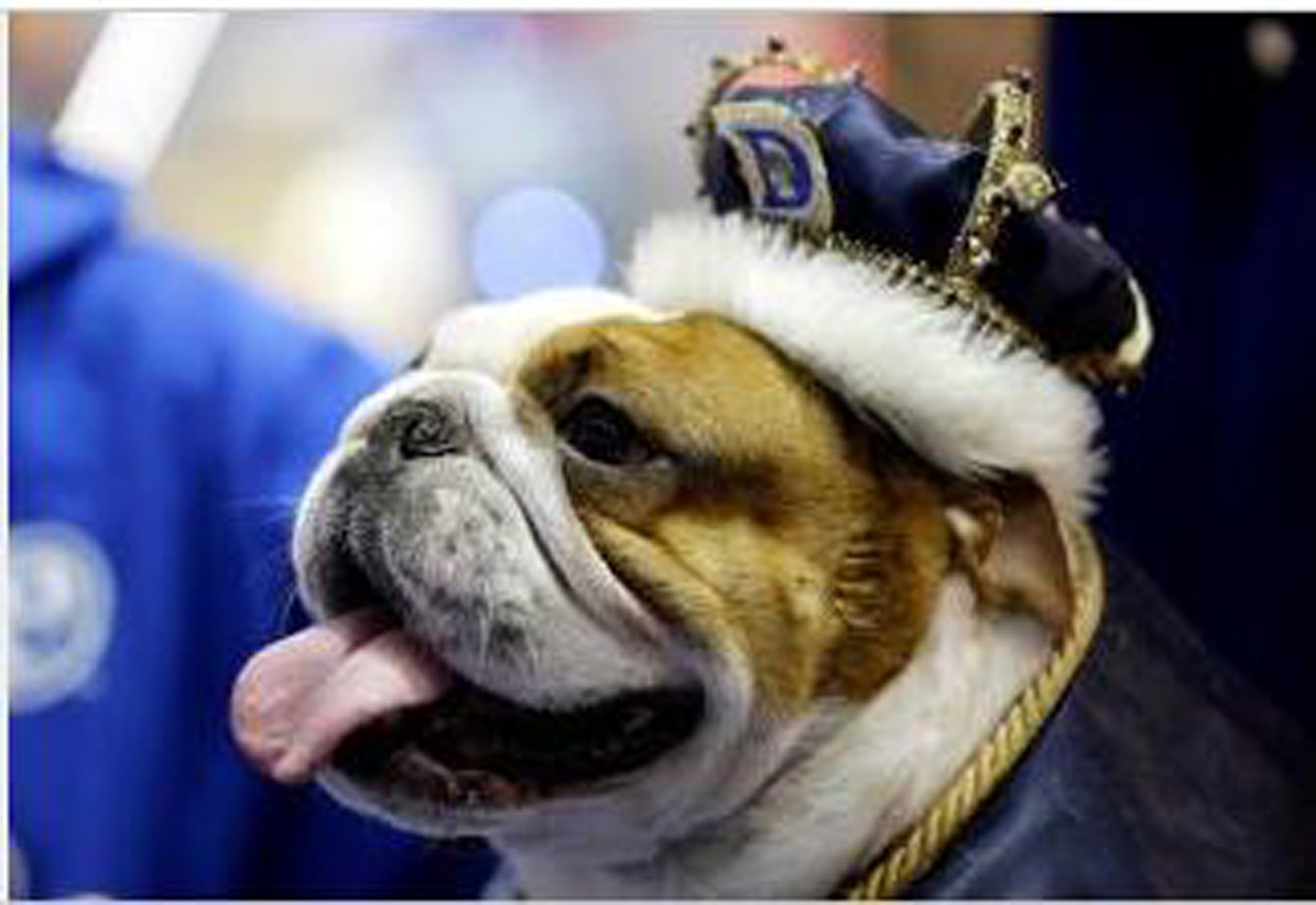 Este bulldog fue coronado como el “perro del año” (Fotos+guau)