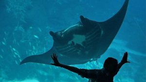 Conoce el acuario más grande del mundo (Fotos)