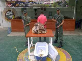 GN retuvo 80 kilos de chigüire en Apure