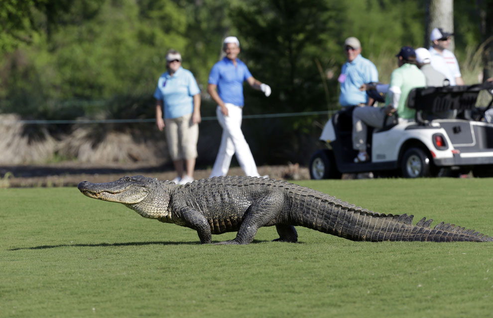Visitante inesperado siembra pánico en un campo de golf (Fotos)