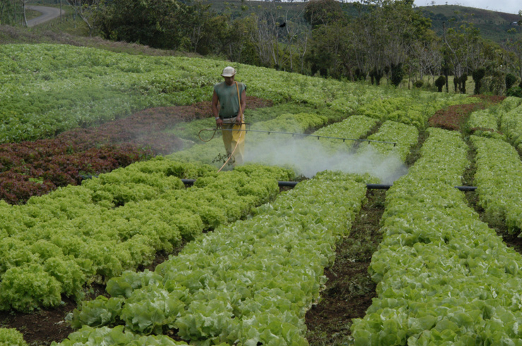 Cinco niños mueren intoxicados en Honduras