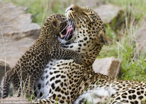 Bebé leopardo abraza a su mamá luego de haber sido rescatado (Fotos)