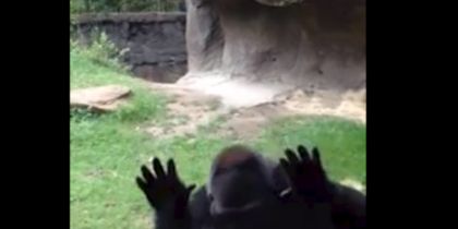 Mira la reacción que tiene este gorila con los niños (Video)