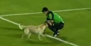 Perro “regatea” a futbolistas y es ovacionado por todo un estadio (Video)