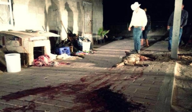 Inaceptable: Policías mexicanos ejecutaron a cuatro perros (Foto)