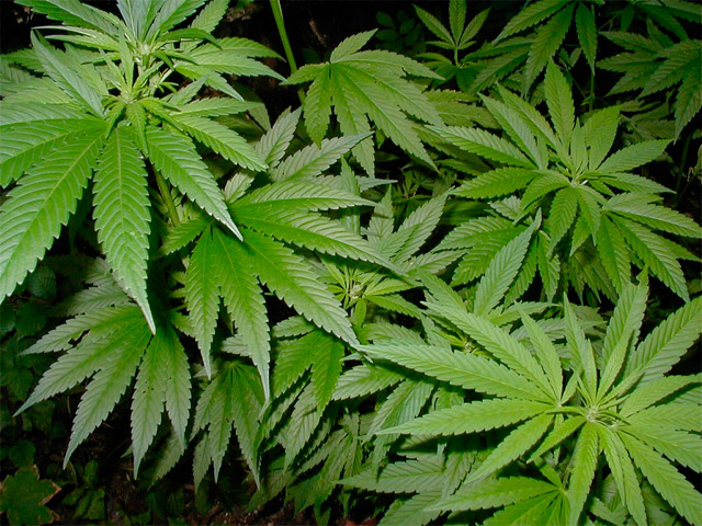 Uruguay permitirá superficie máxima de diez hectáreas para producir cannabis