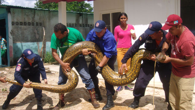 ¿Una anaconda de seis metros en Mérida? (Foto + heladito)