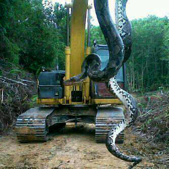 Hallaron una anaconda de 4 metros y 75 kilos en Cabimas (Foto)