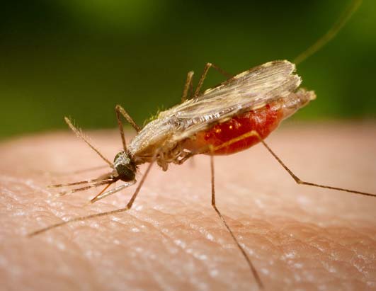 Casi 55 mil casos de malaria se han reportado en once estados del país