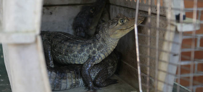 En Sabaneta había un zoológico clandestino