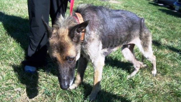 Rescatan a un perro que estuvo encadenado a un árbol durante cuatro años (Fotos)