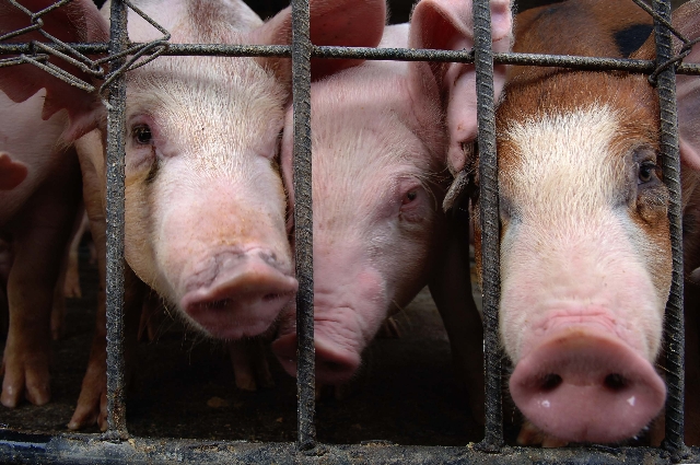 Porcicultores colombianos denuncian contrabando de cerdos de Venezuela