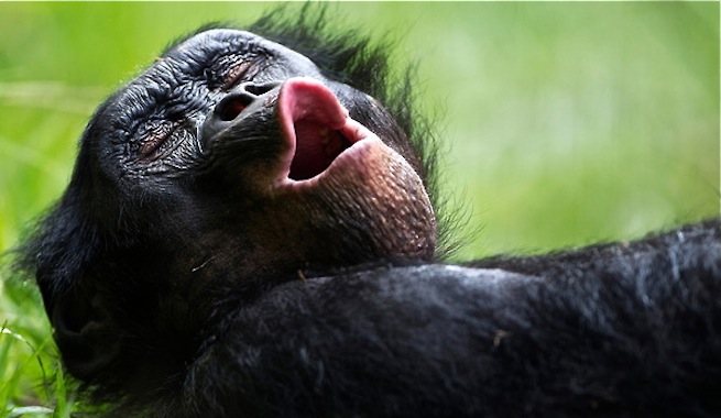 Como al hombre, al chimpancé también se le pegan los bostezos
