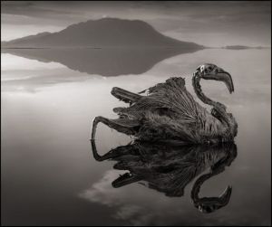 El lago de la muerte donde los animales quedan petrificados (Foto)