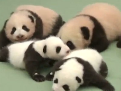 Sobredosis de “cuchitura”… 14 cachorros de osos panda juntos (AWWEE)