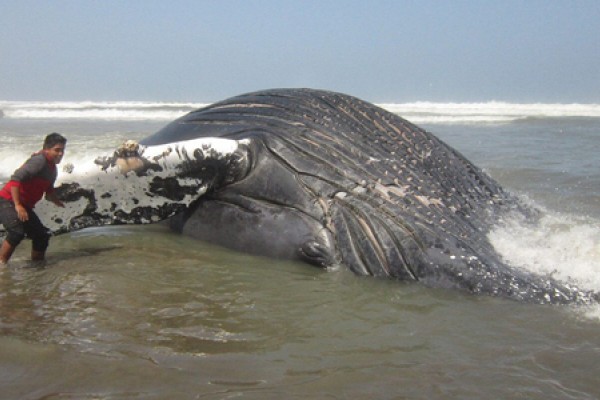 Una ballena de 14 metros aparece muerta en una playa brasileña