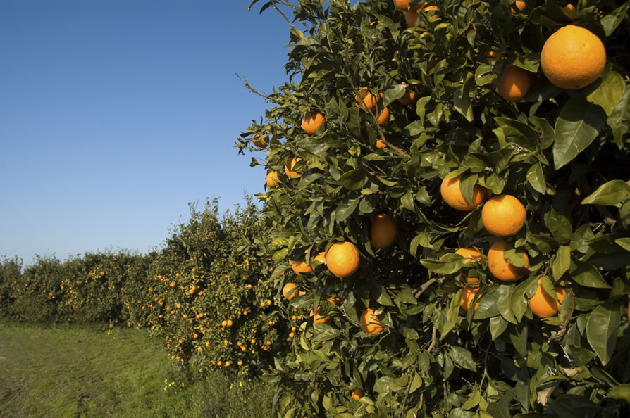 Productores de naranja piden elevar precio de venta