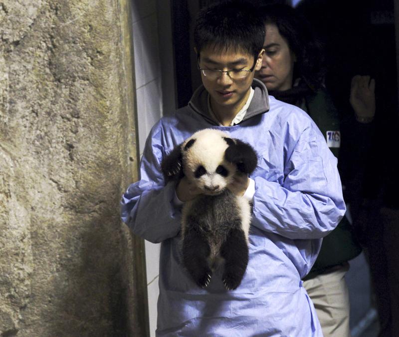 Presentación de la cría de oso panda del Zoo Aquarium de Madrid (Fotos + video)