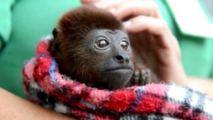 Aprendiendo a ser mono en un zoológico de Colombia