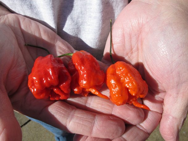 Ed Currie muestra tres de sus chiles