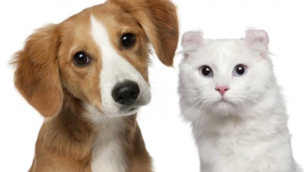 ¿Perros o gatos? Un estudio revela cuál es el mejor animal (evolutivamente)