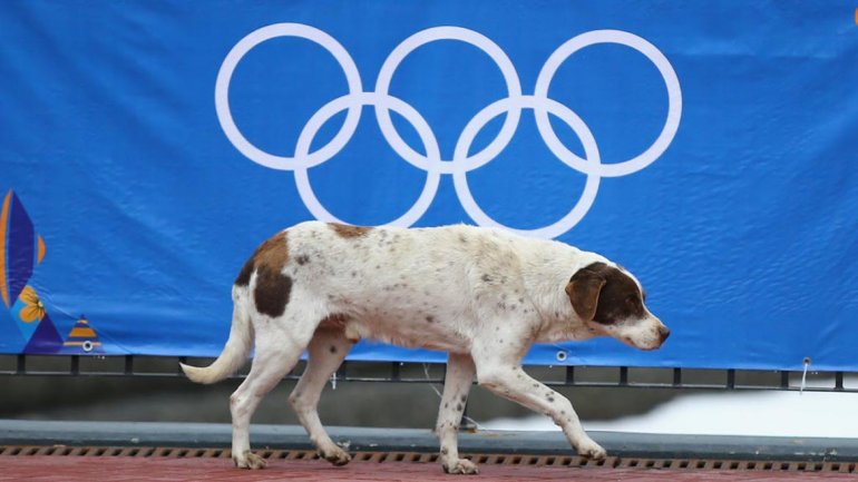 Rusia ordena matar perros callejeros por los JJOO de Sochi