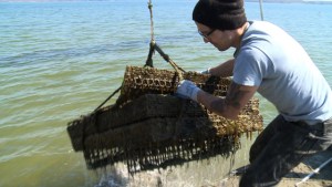 El regreso de las ostras de Chesapeake (Video)