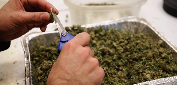 Florida aprueba uso restringido de la marihuana con fines medicinales