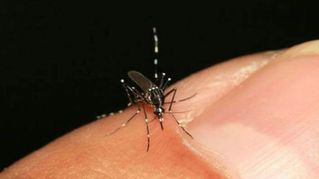 Al menos 12 pacientes sospechosos con Chikungunya han sido reportados ante Red Francisco de Miranda