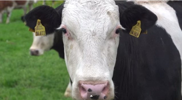 Vacas saltan de alegría al ser sacadas a pastar por primera vez (Video)