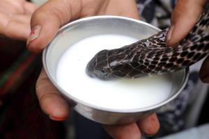 Devotos ofrecen leche a una cobra en la India (Fotos)