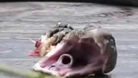 ¡Impresionante! Con su cabeza cortada, una cobra igual mordió y mató a un chef (Video)
