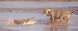 Batalla campal entre leones y un cocodrilo por una presa (Video)