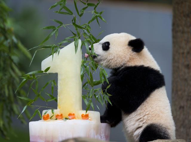 En FOTOS: Así celebró su primer cumpleaños la pequeña panda Bao Bao (Aww)