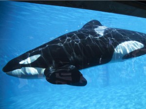 Protestas contra orcas cautivas afectaron ingresos de SeaWorld