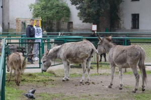 Los burros Napoleón y Antonina podrán copular en público