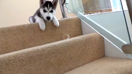 Tierno cachorro lucha con una tormentosa realidad… aprender a bajar las escaleras