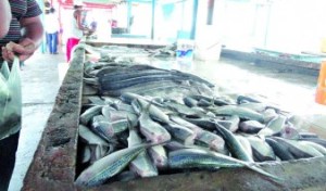 El kilo de sardina ya está en 50 bolívares en el mercado de Puerto La Cruz