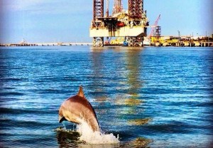 La foto del día: El delfín y la plataforma petrolera