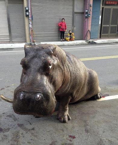 Muere el hipopótamo que sembró el pánico en un pueblo de Taiwán